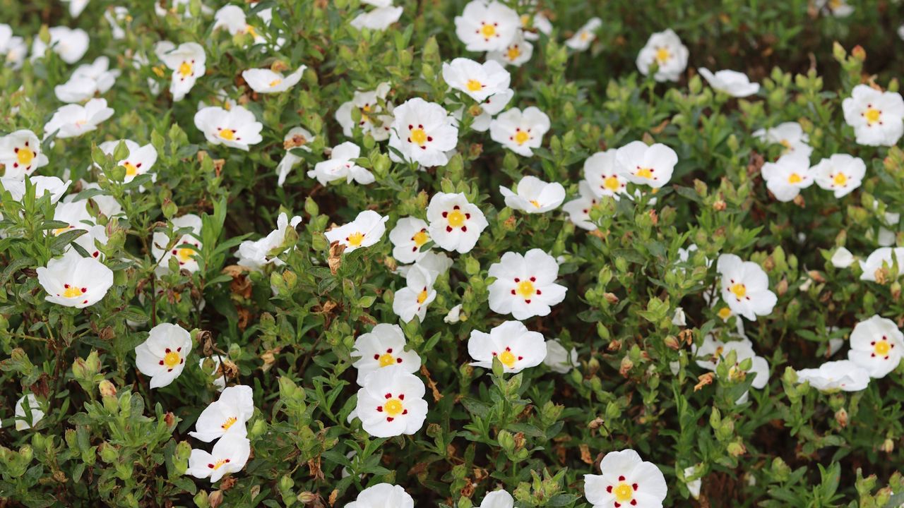 rock rose or cistus shrub covered in white flowers