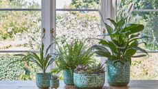 houseplants in emerald reactive glaze plant pots