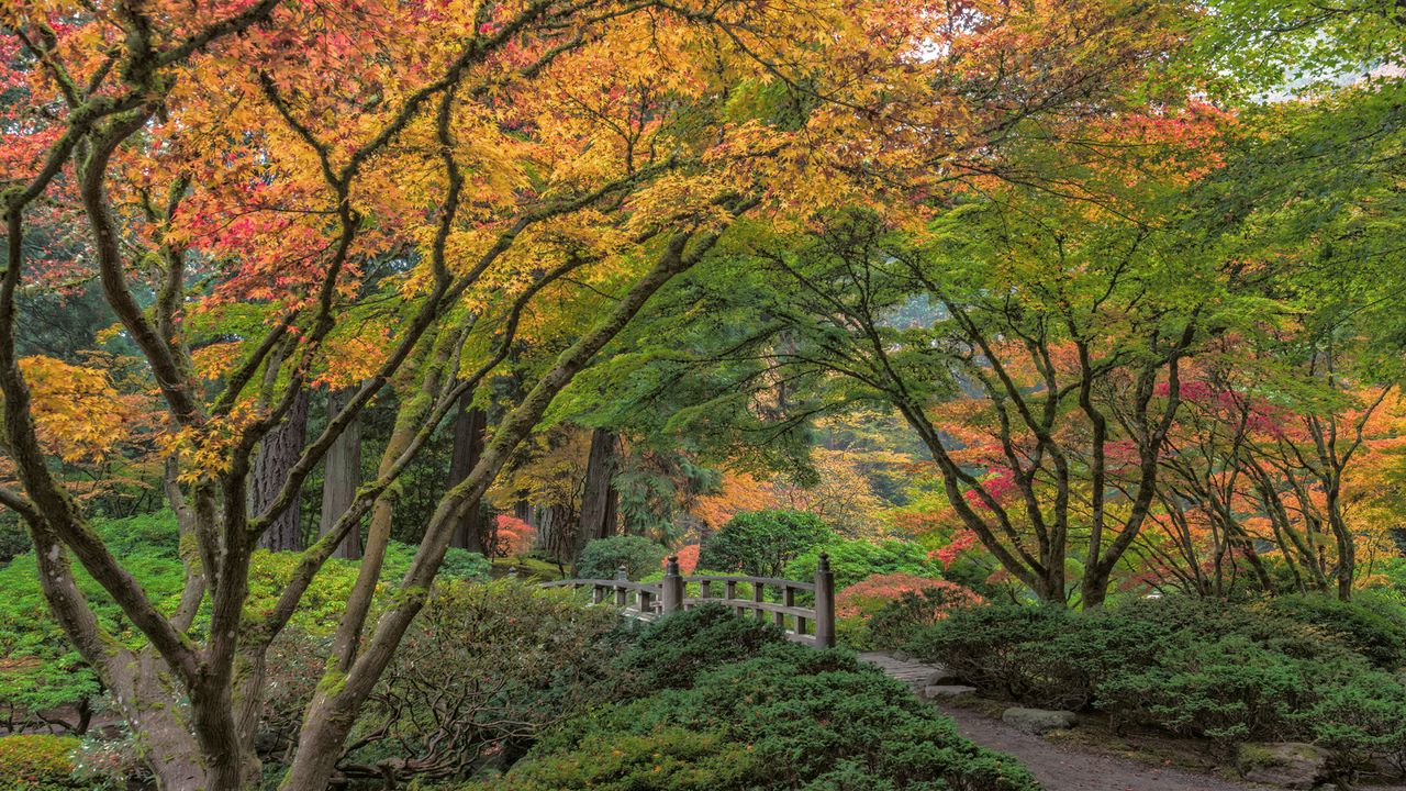 Bridge under trees at Portland Japanese Garden