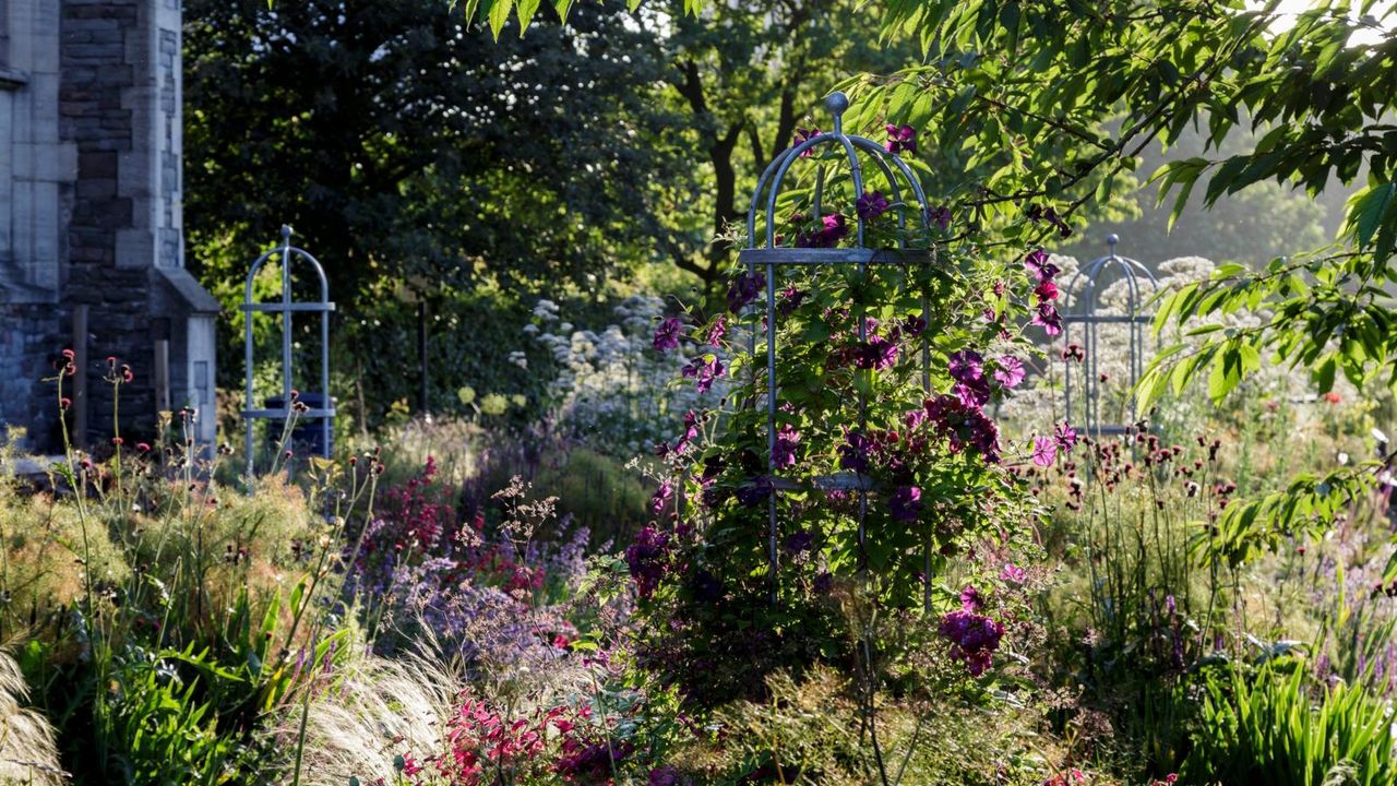 How to use olive oil in the garden