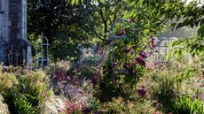 How to use olive oil in the garden