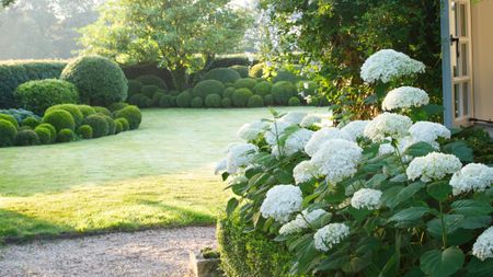 A lush, sunlit garden featuring a large cluster of white mophead hydrangeas in the foreground. The garden is meticulously landscaped with a series of spherical green topiaries and hedges bordering a neat, light-green lawn. In the background, a large leafy tree stands under soft, morning sunlight, while a gravel path leads toward a white-trimmed doorway on the right.