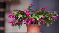 Christmas cactus in early stage of flowering with bright pink buds and flowers