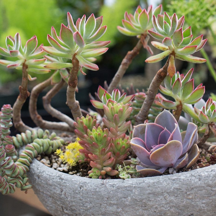 Succulent bowl full of different types of succulents of all different colors