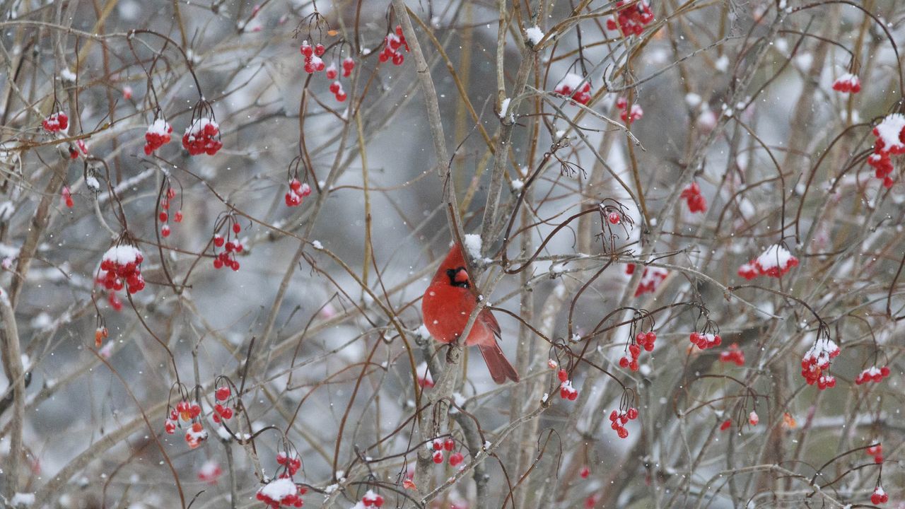 Cardinal in tree with snow covered winter berries